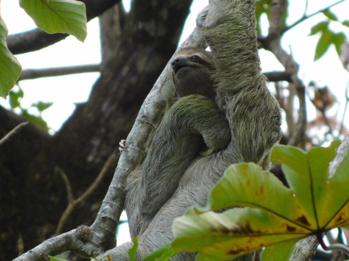 Guayabo Lodge Santa Cruz  エクステリア 写真