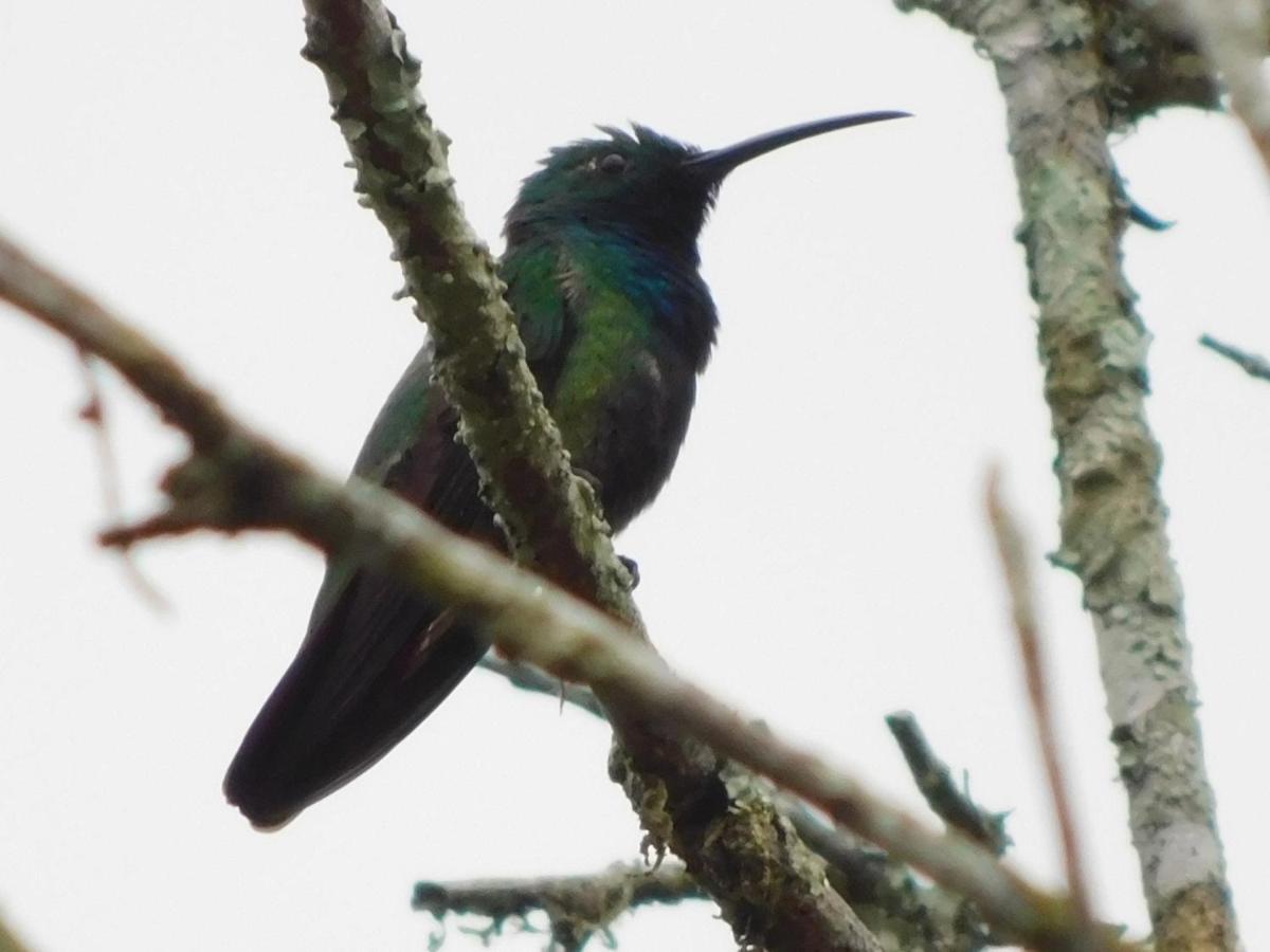 Guayabo Lodge Santa Cruz  エクステリア 写真